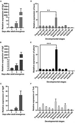 Neuropeptide Bursicon Influences Reproductive Physiology in Tribolium Castaneum